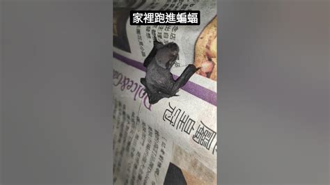 蝙蝠跑進家裡代表什麼|家中見蝙蝠 玄學:7日內有變化